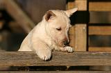 SCOTTISH TERRIER 167